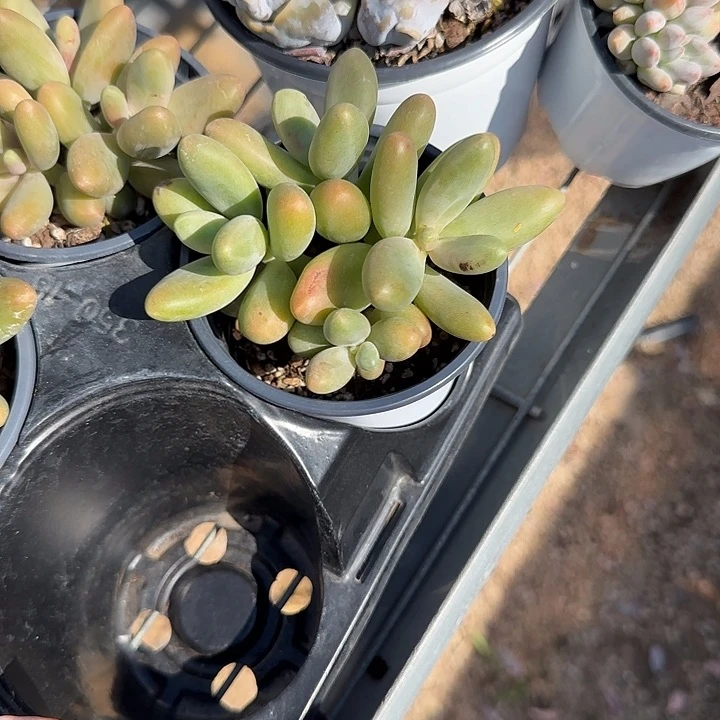 青蛙王子儿童牙膏11