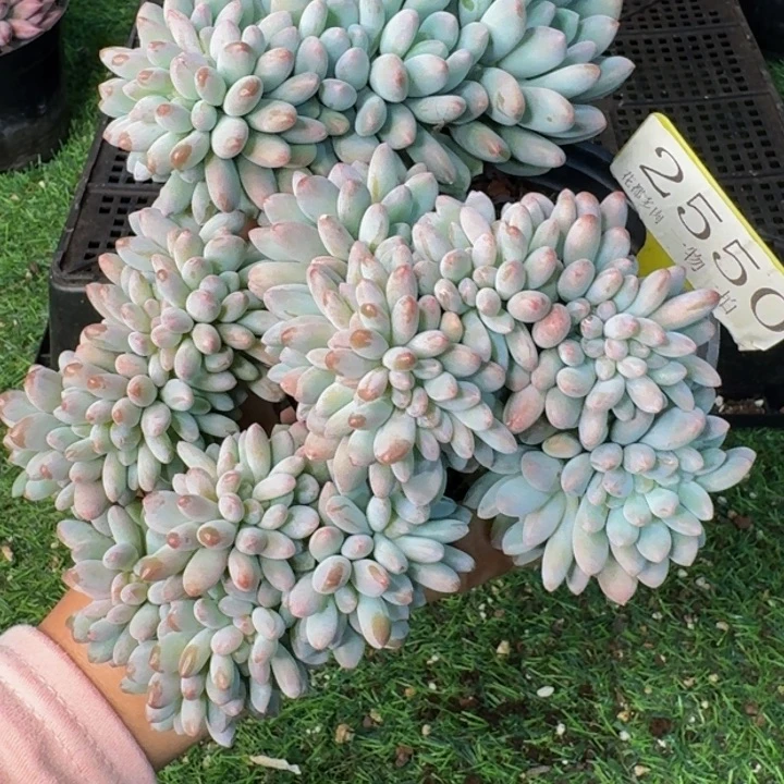 2550多肉植物一物一拍