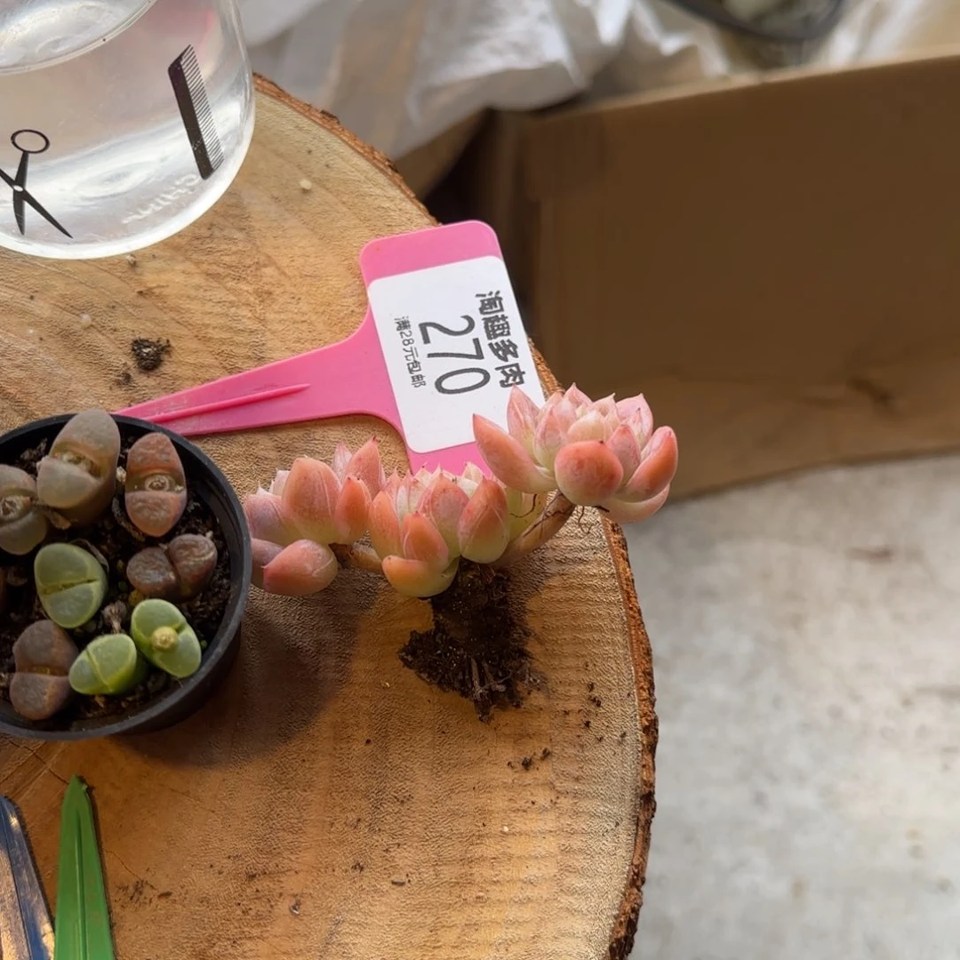 生****奥多肉植物北大翡翠多头老
