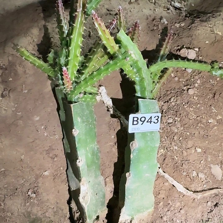 微***<清货糖果仙人球943