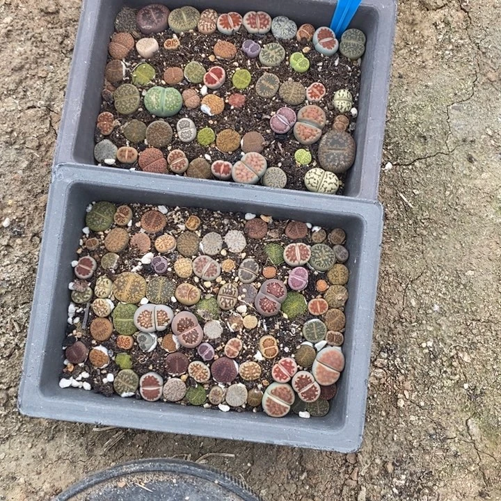 熙***然生石花的季节到啦144