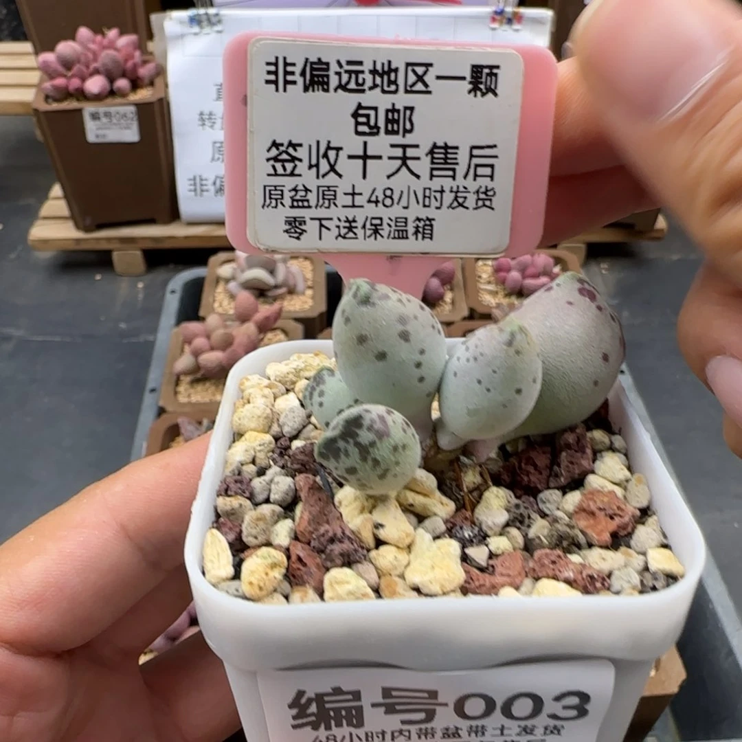 003丸叶海豹多肉植物