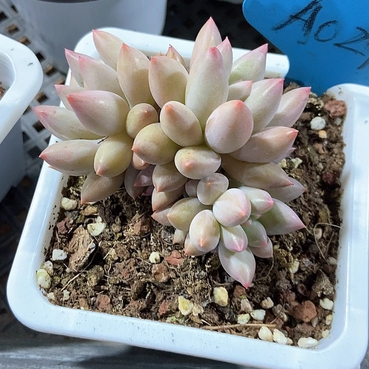 多肉植物车厘子哦a 024