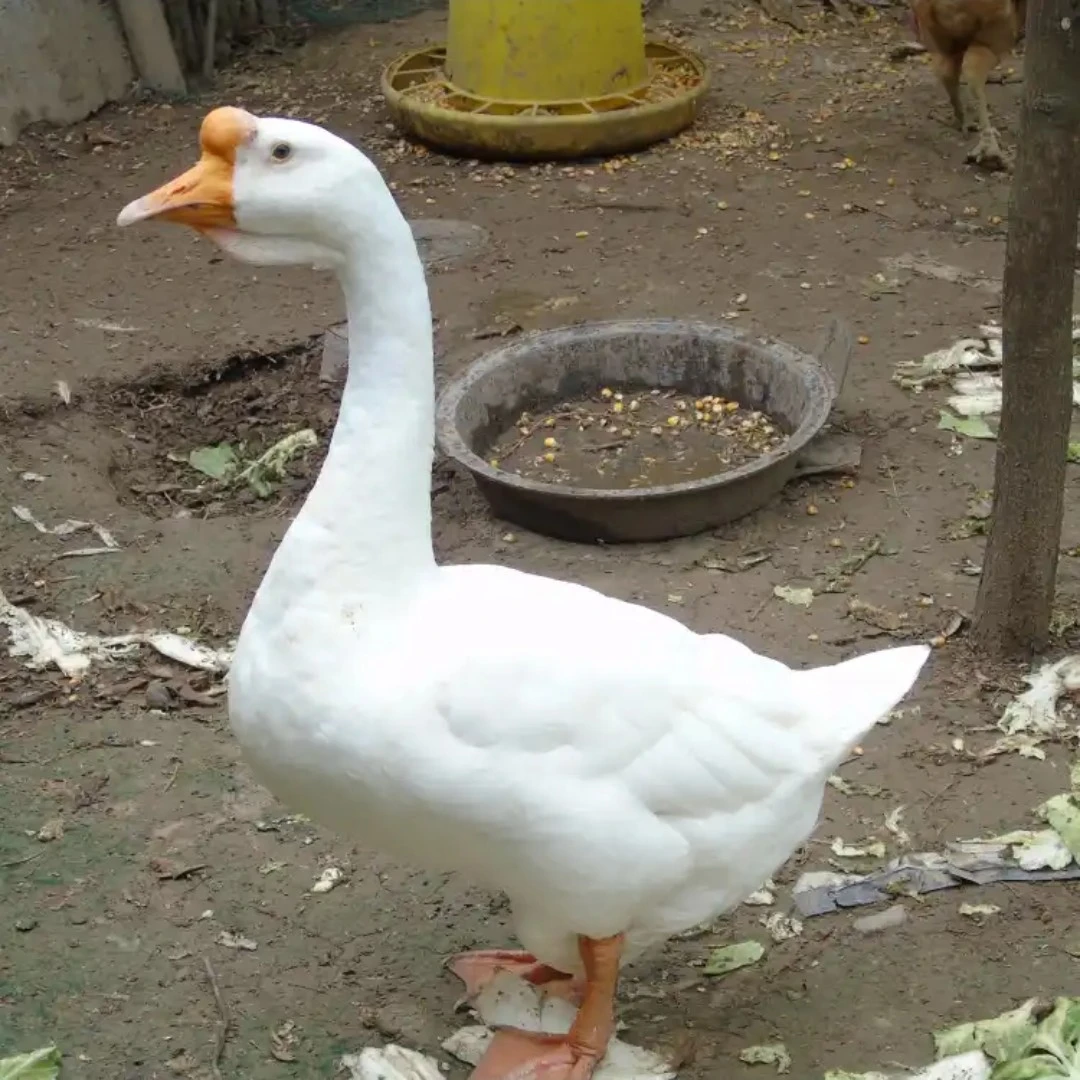 东北大鹅送2斤鹅心连肝，头有包