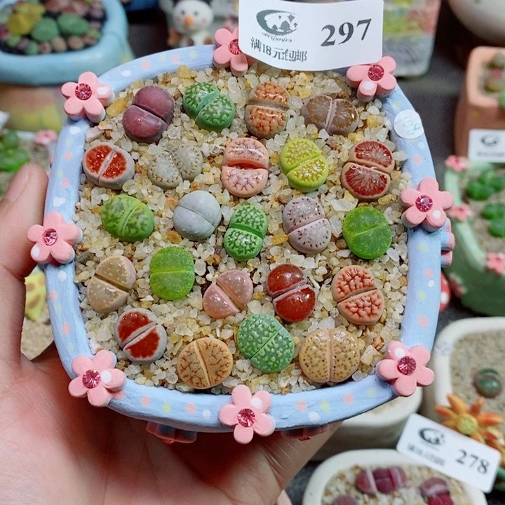 生石花花花花花花花297