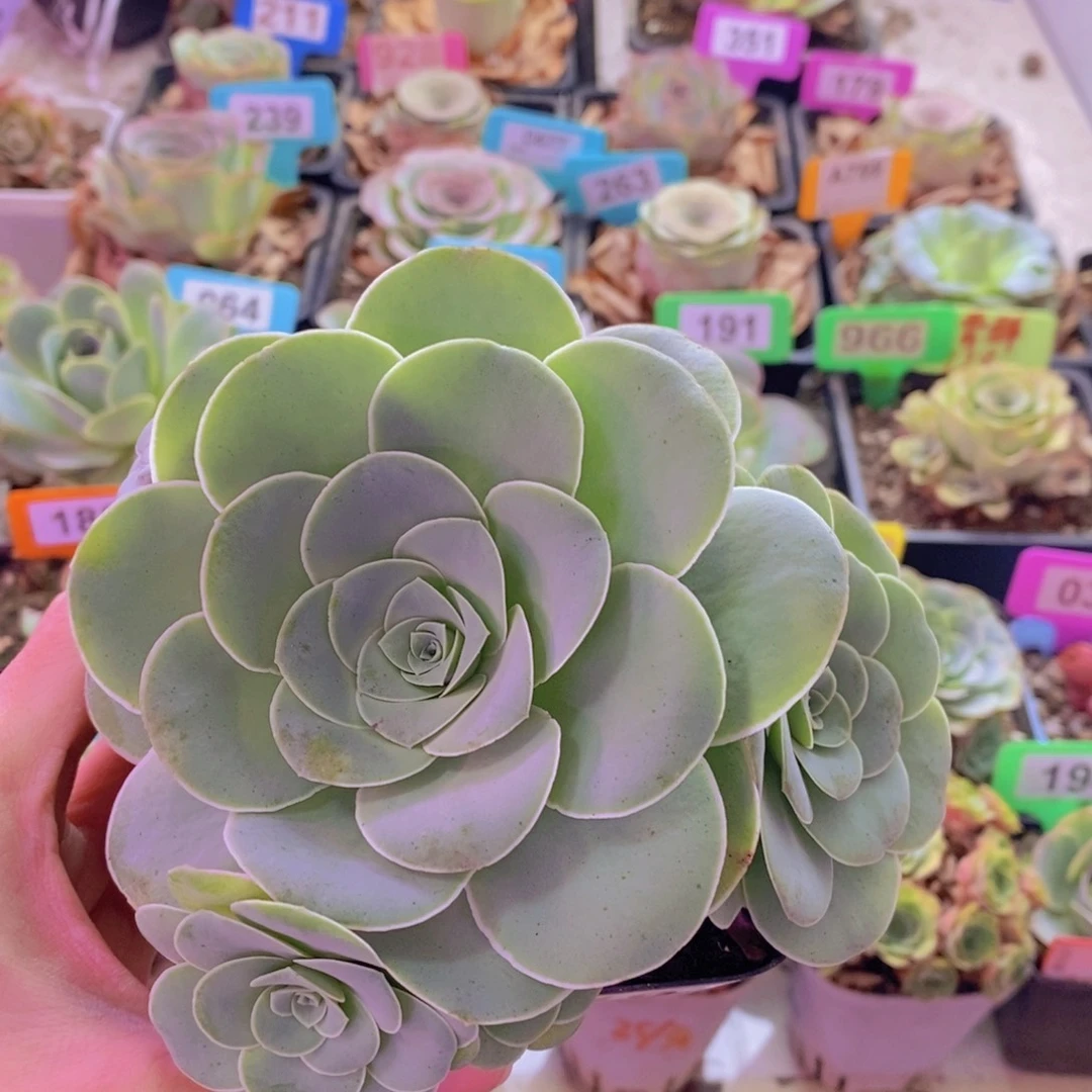 山地玫瑰一物一拍凤玥199