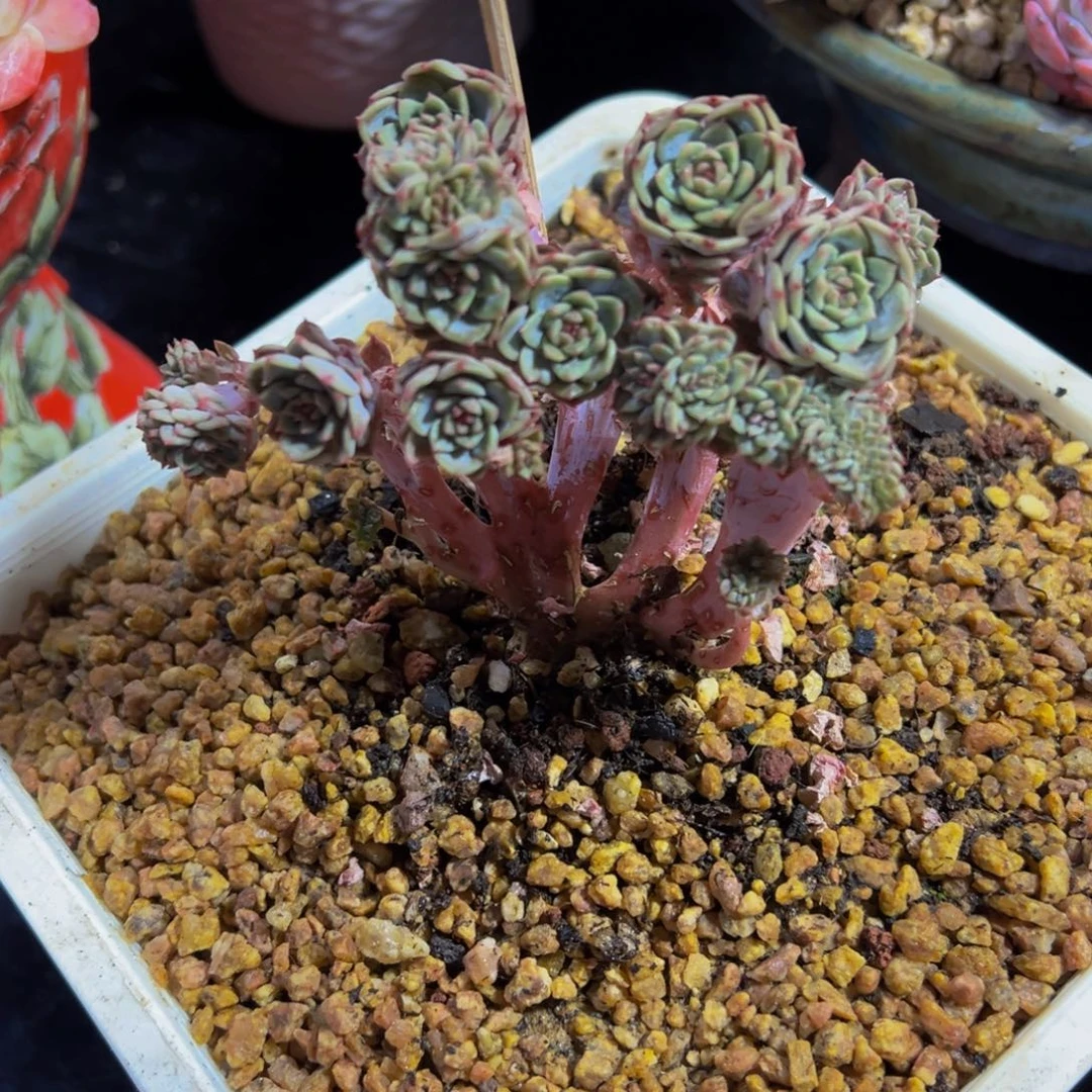 珍妮朵朵缀天天开心