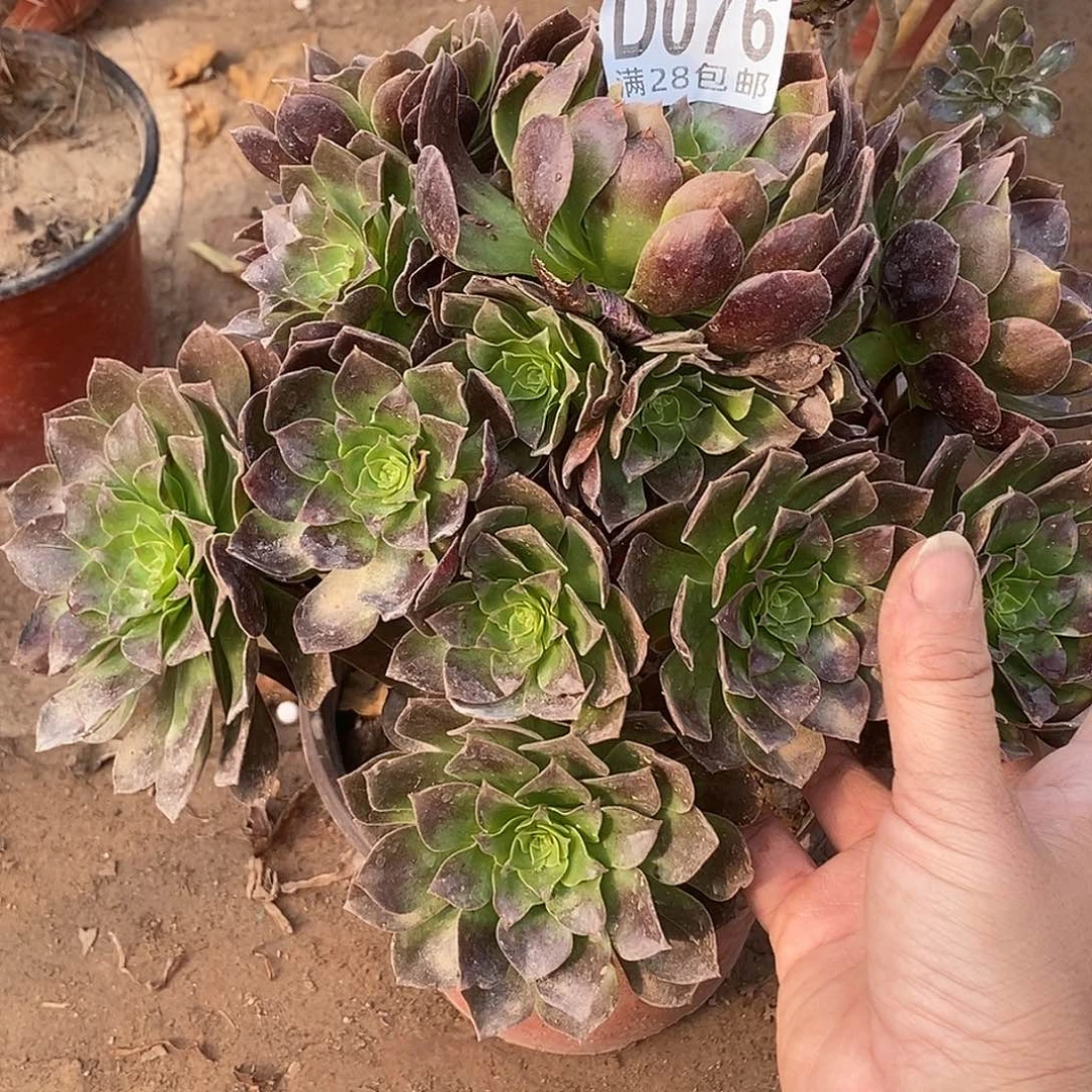76 多肉植物不包断枝