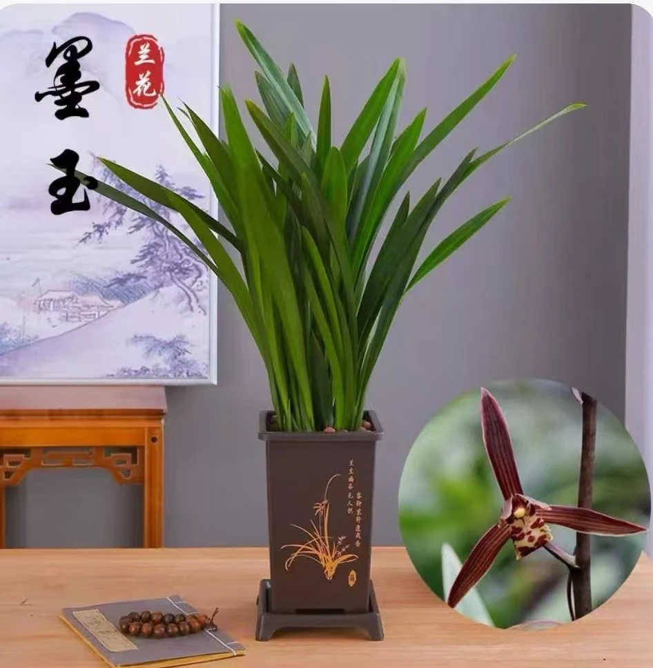 墨兰年宵花带盆栽好浓香型花卉室内客厅四季好养报岁兰