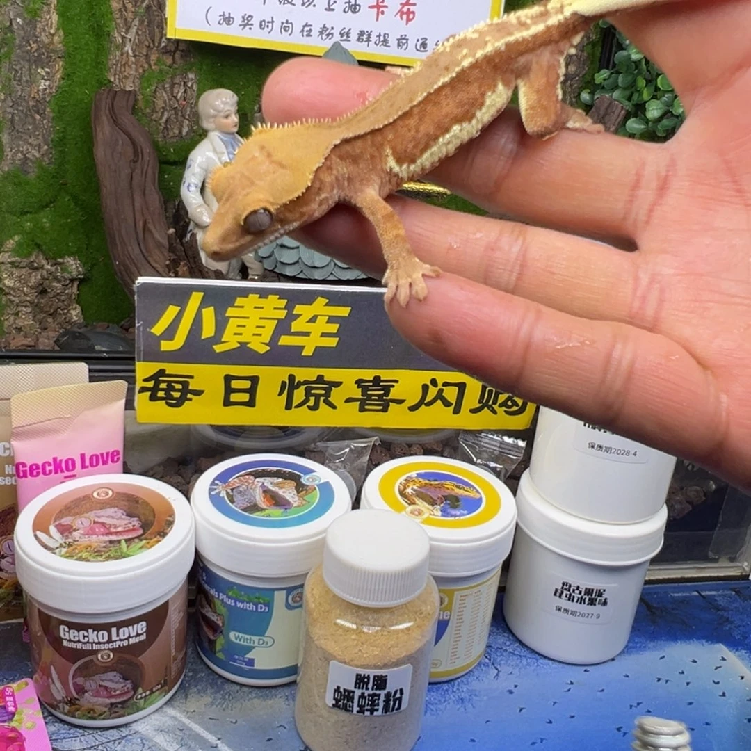 睫角守宫双红莉莉