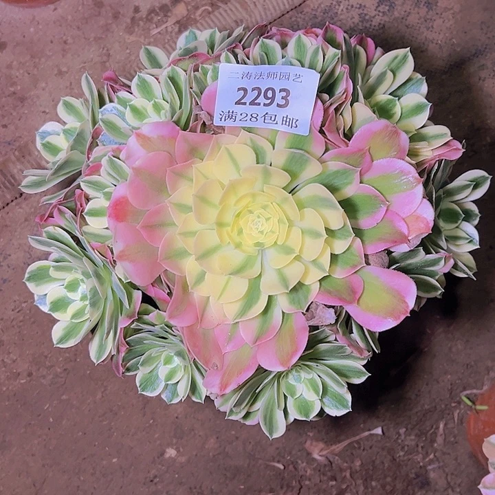 2293白凤多肉植物老桩