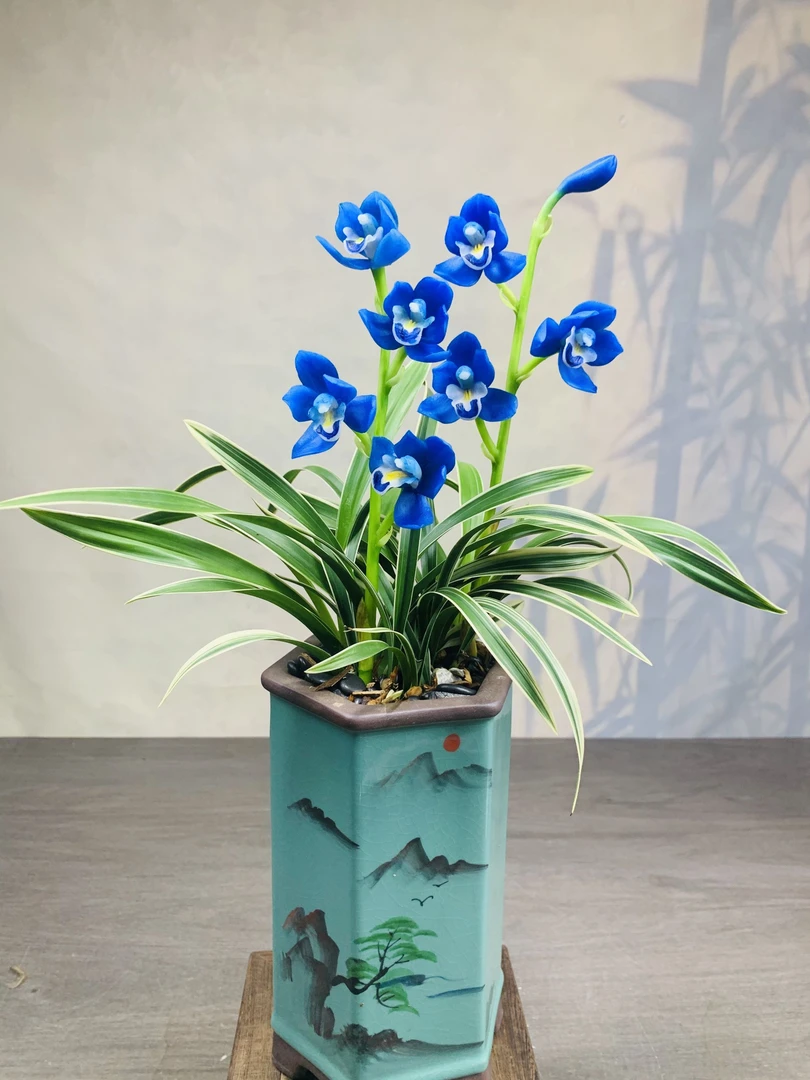 建兰金边蓝精灵- 矮种带金边 四季兰浓香好养绿植花卉