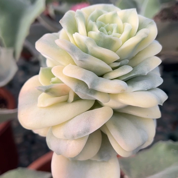 可爱玫瑰锦一物一拍锦龙