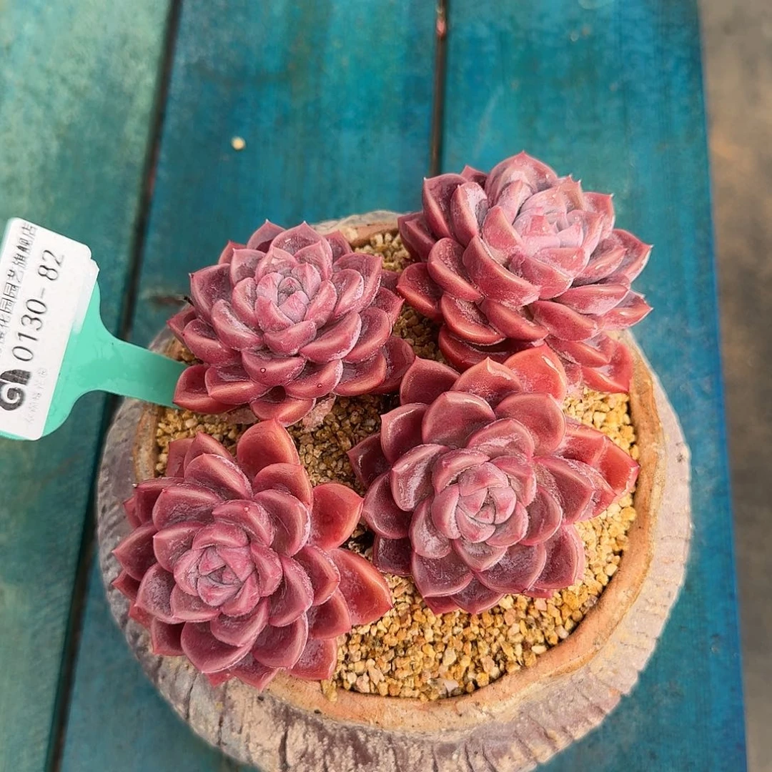 从前慢花园多肉0130-82