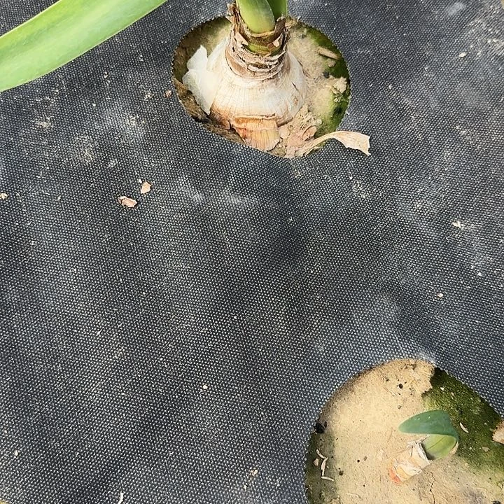 锦瑟之弦朱顶红一棵6+