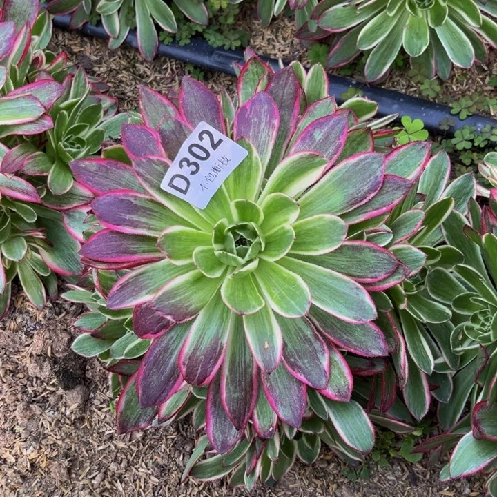 302海王多肉法师不包断枝