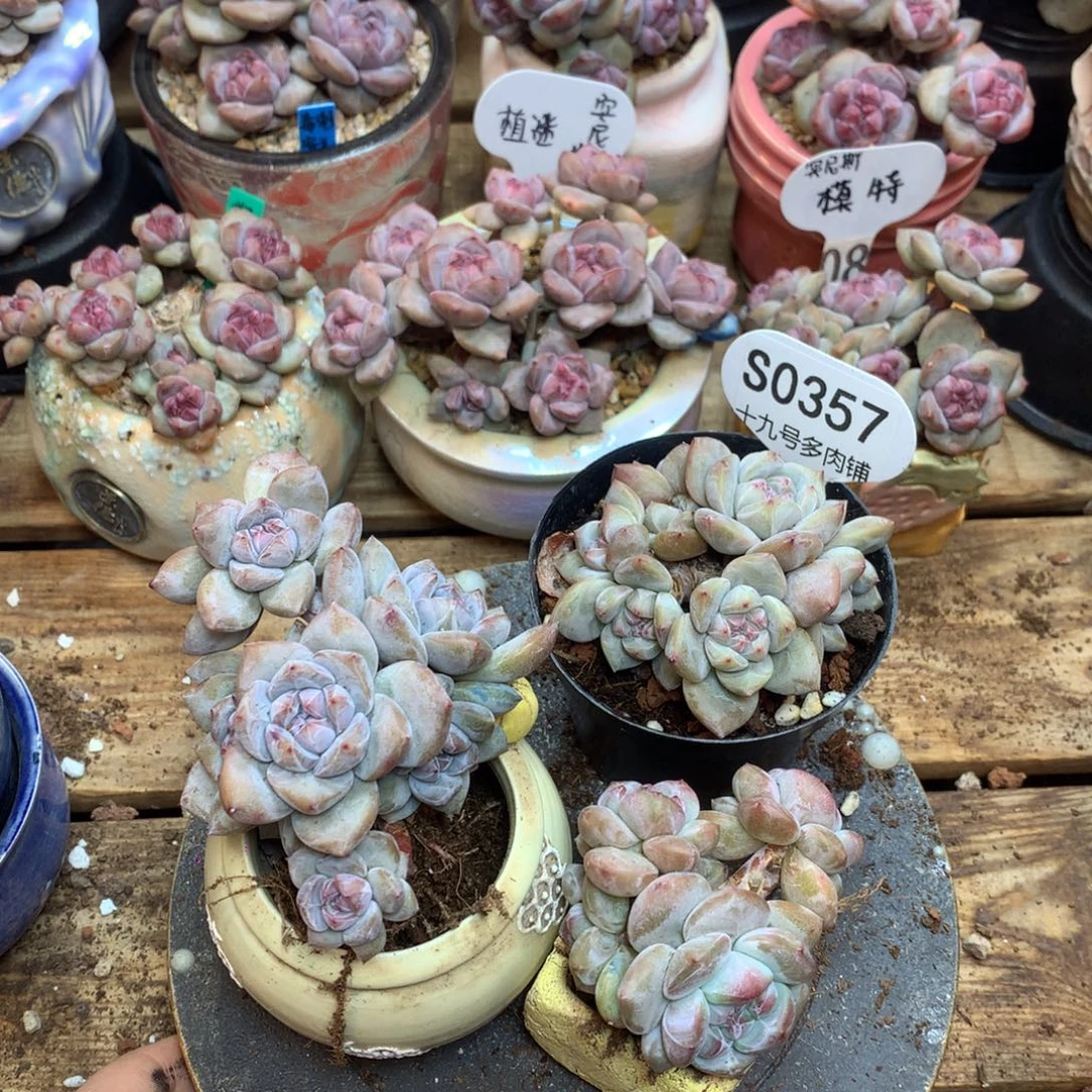 脆***⁾S0357 脆脆鲨 专拍突尼斯3棵