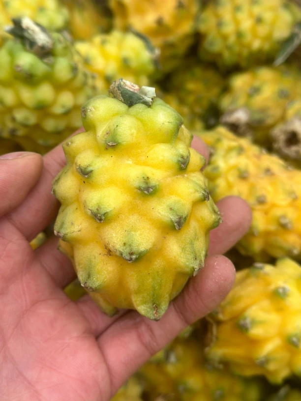 贵州（大学生）助农燕窝果