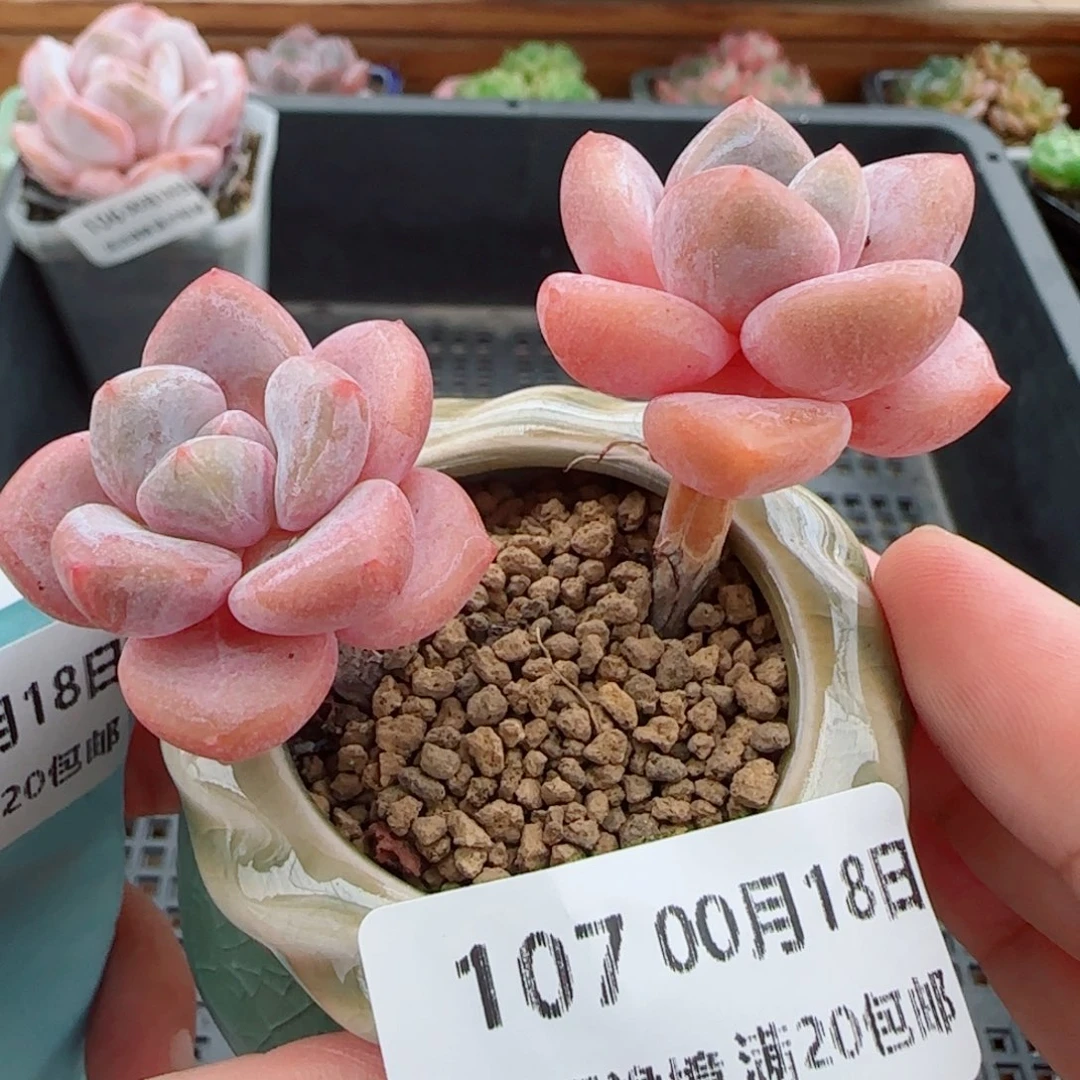 花语逸镜0018-107带盆土