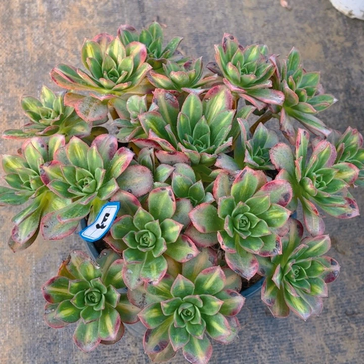 123星爆多肉法师