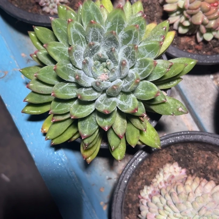 精品多肉植物老桩随机发一棵美人杂交
