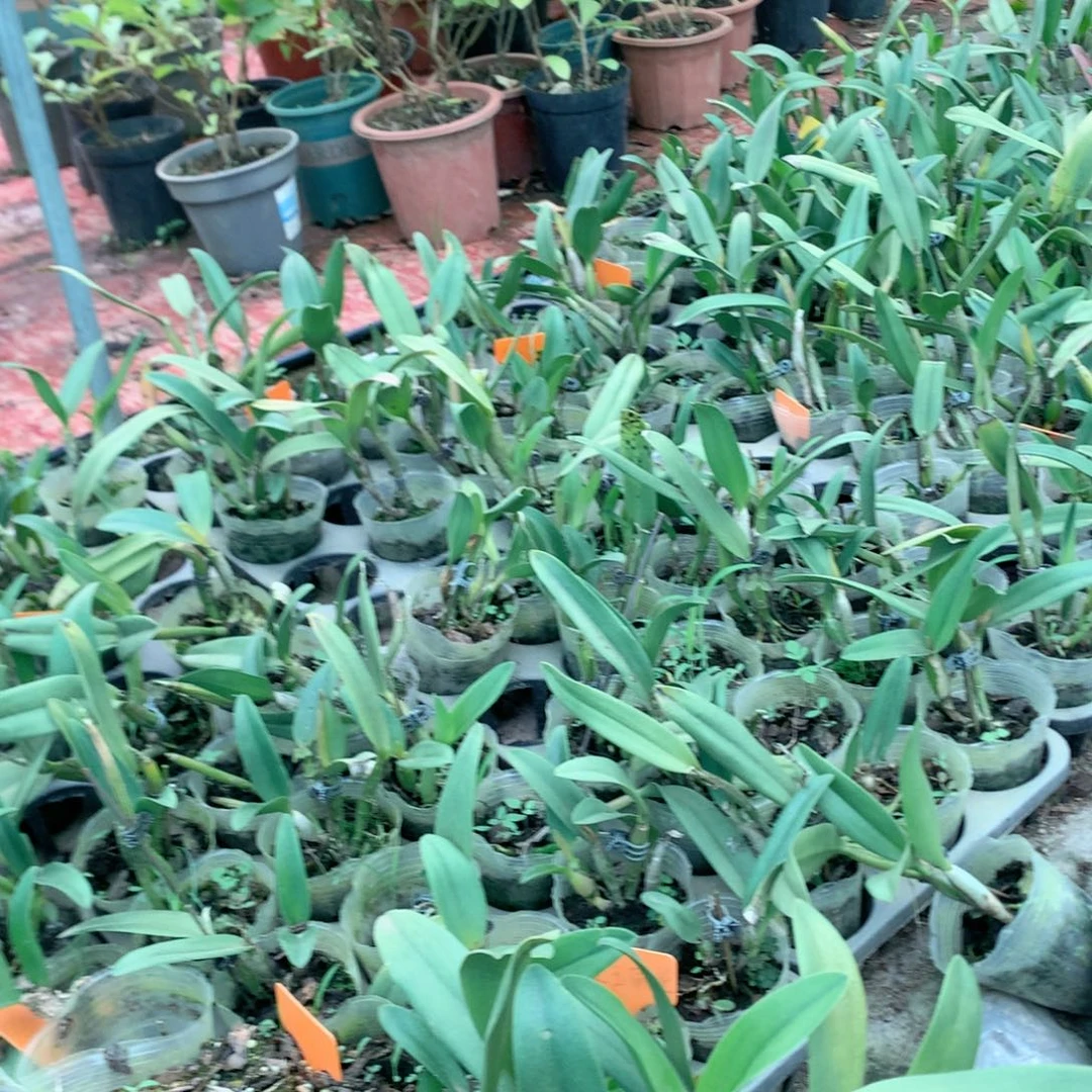 完全开放金玉满堂带花夹，大小3苗，裸根发，花叶不包损