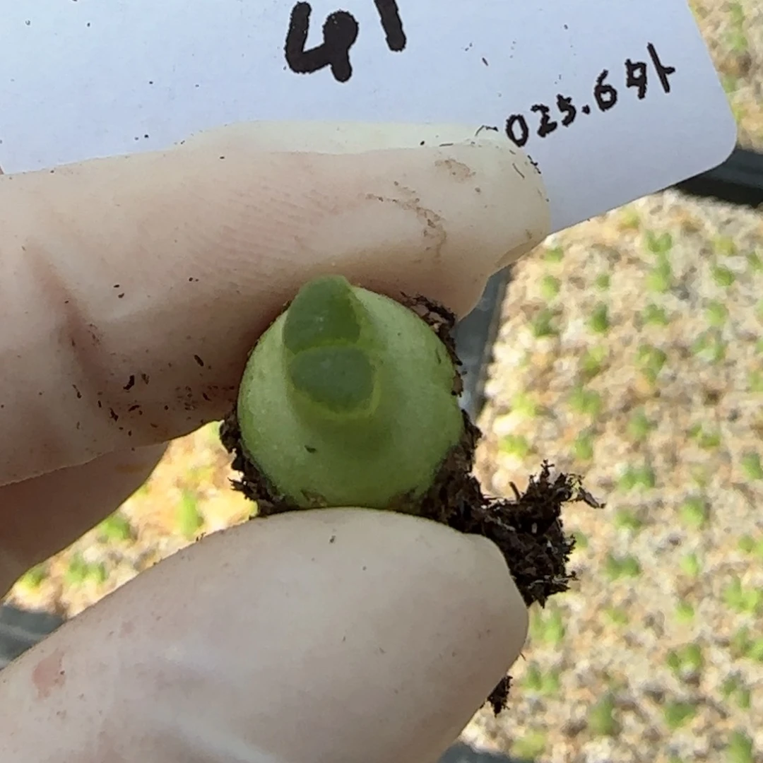 3****玩多肉多肉多肉6.3-041