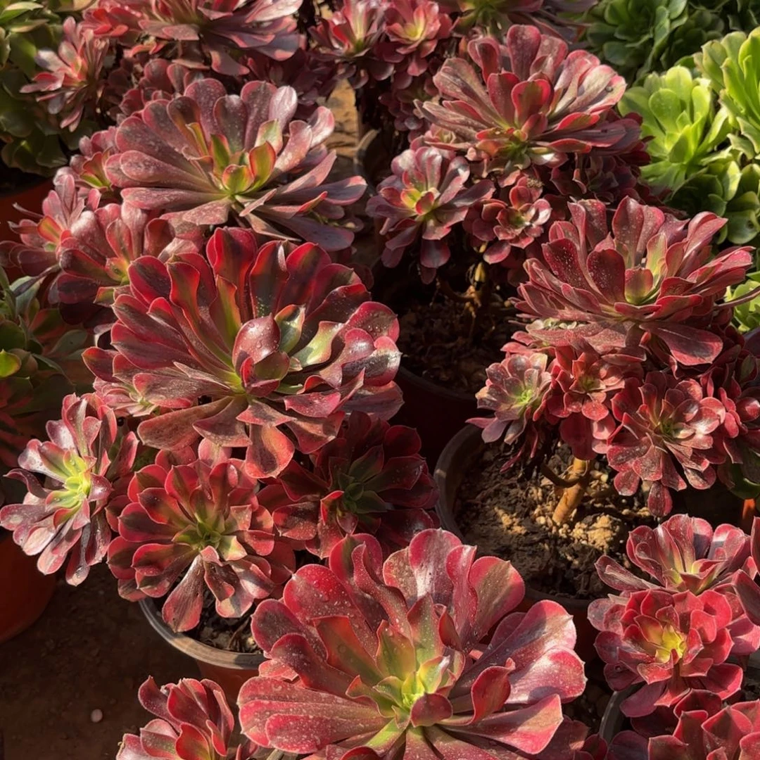 美杜莎手捧9.9多肉植物