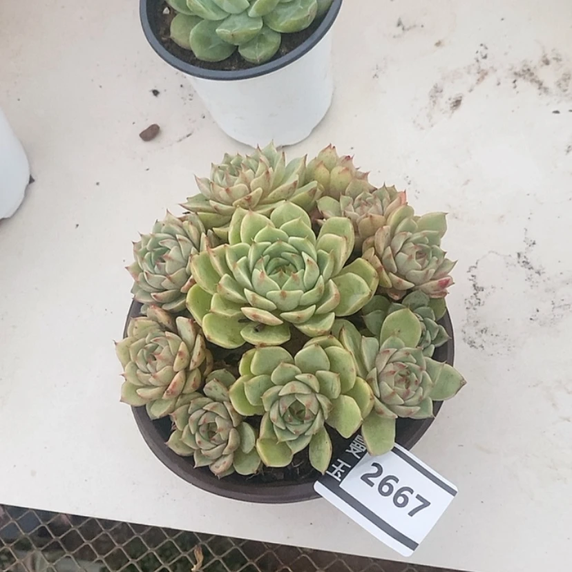 【闪购商品】 笨吧2667