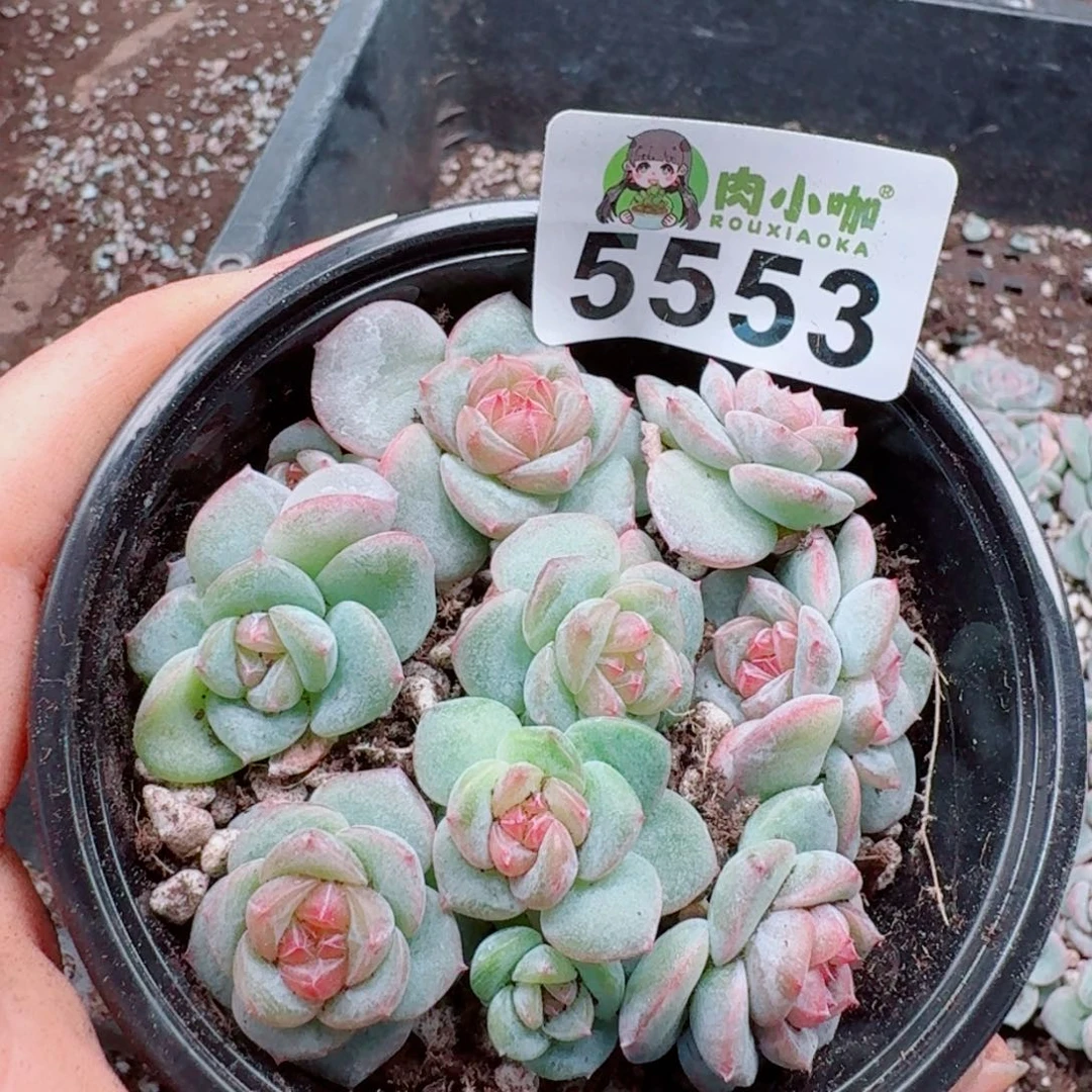 多肉植物多肉植物