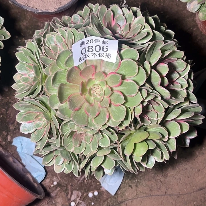 0806孔雀翎多肉植物