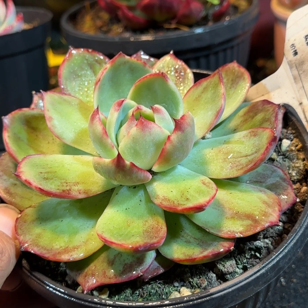 惊鸿一物一拍包装收缩花旱724