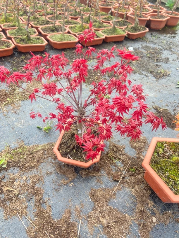 红舞姬红枫树苗盆栽庭院阳台种植耐寒越冷越红火