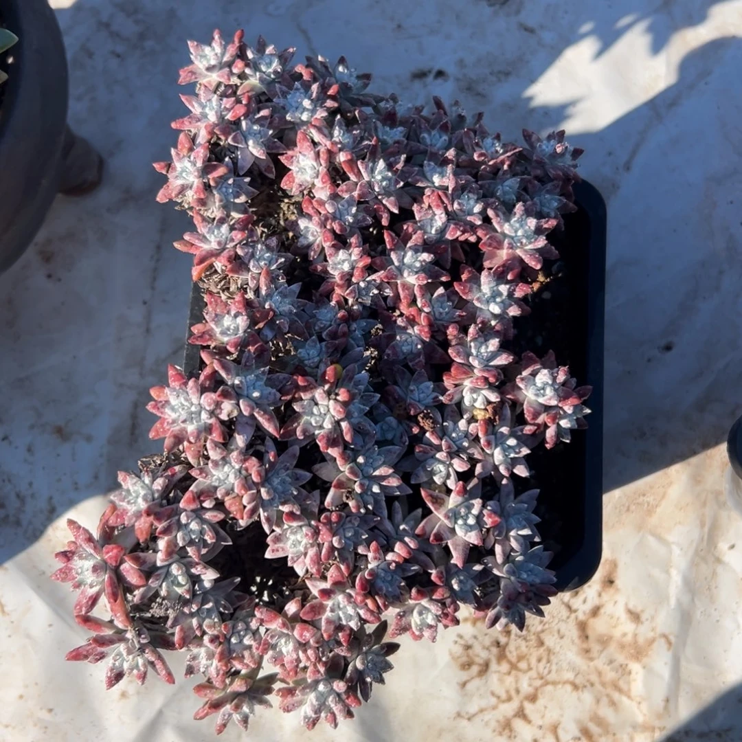 格诺玛白菊～一物一拍1171