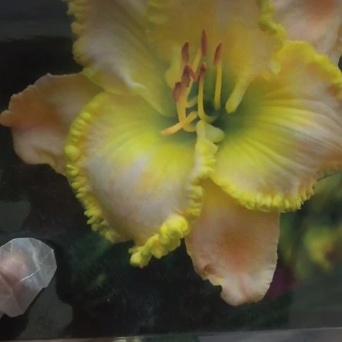 当前无花栽培后可以开花翡翠梦裸根苗