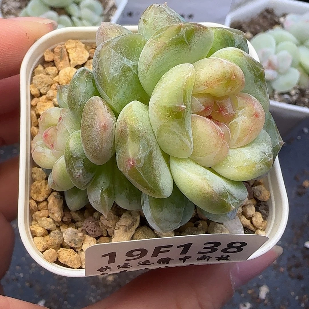 138 【满29包邮非偏远】