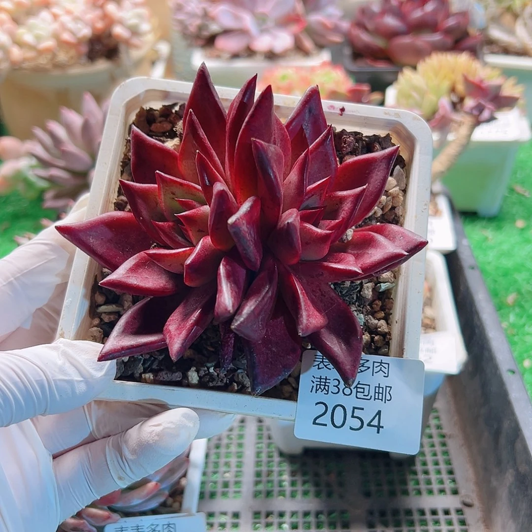 多肉一物一拍植物2054