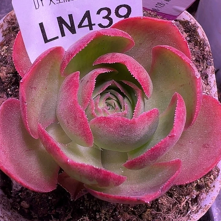 露妮439火红色带珠珠若初新白龙大单头