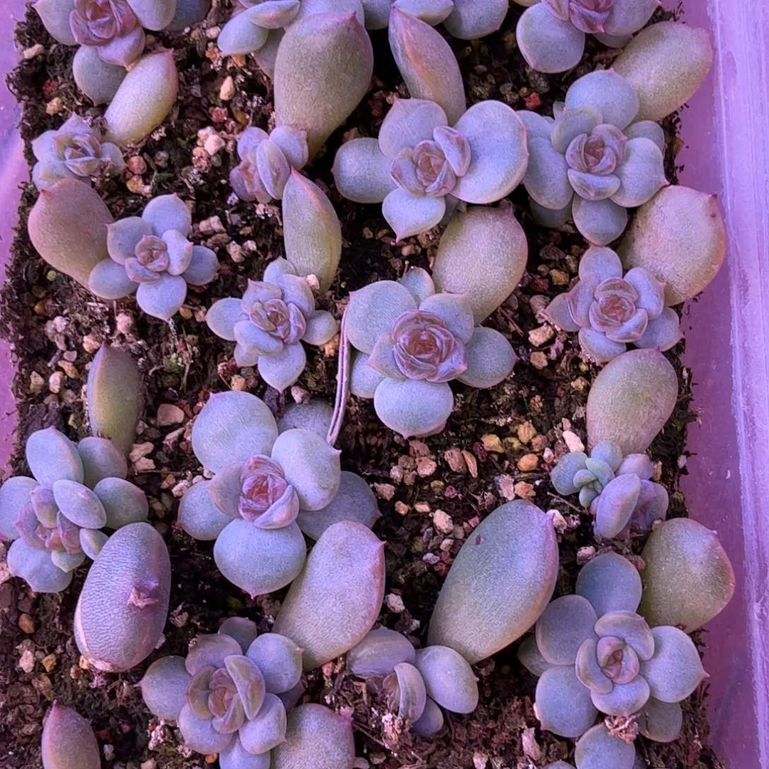 红色恋人叶插苗一盒一物一拍