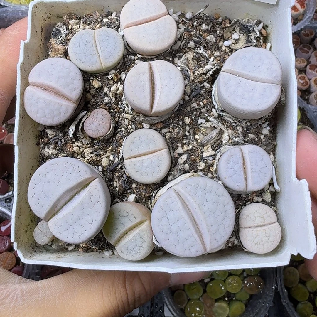 2200岛田白曲母本