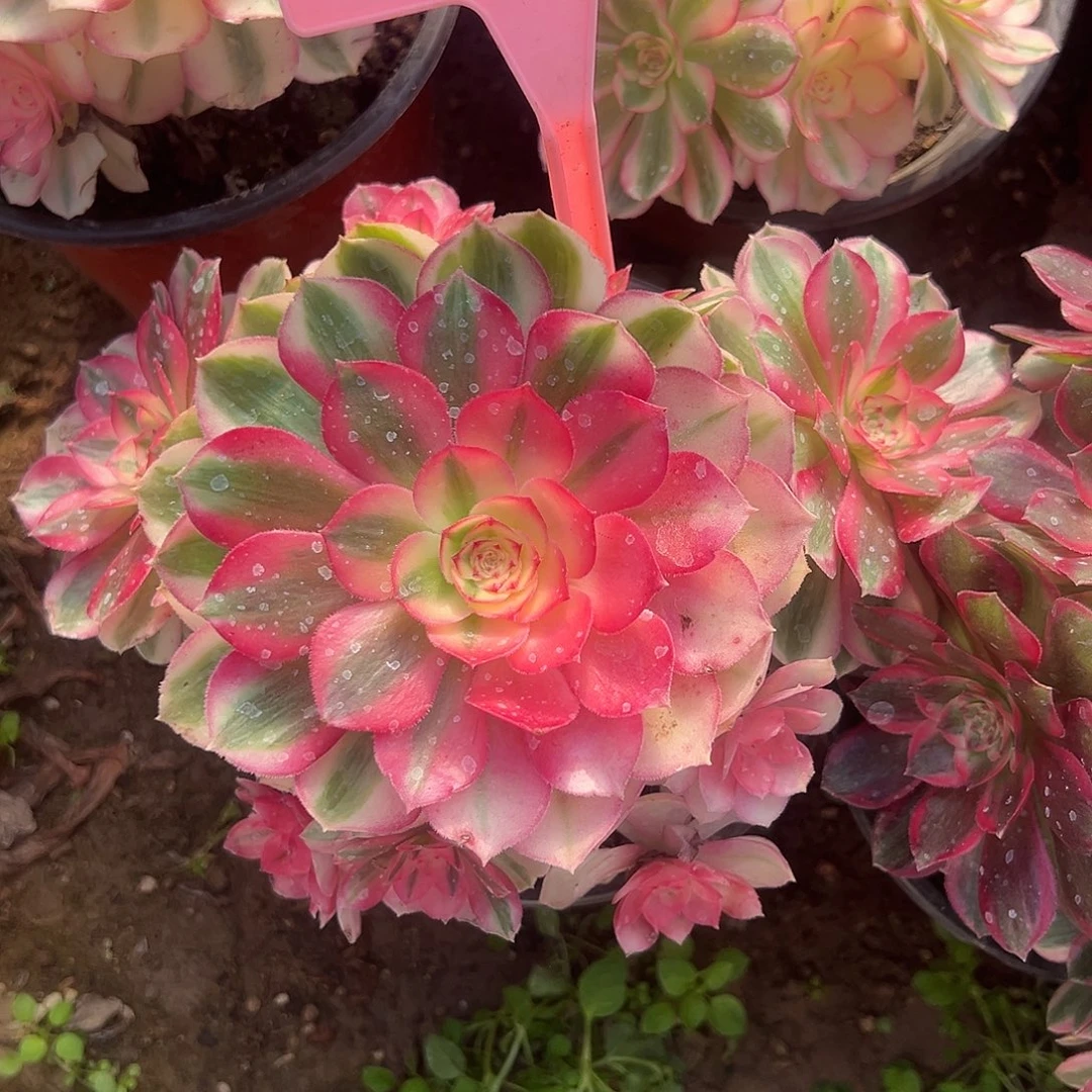 4007倾城多肉法师