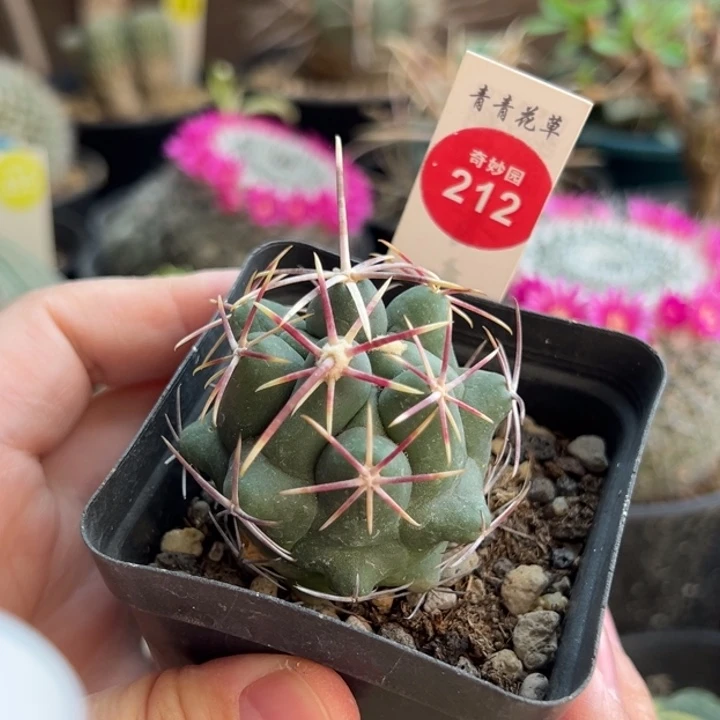 实生带中刺豪刺大红鹰4.3cm