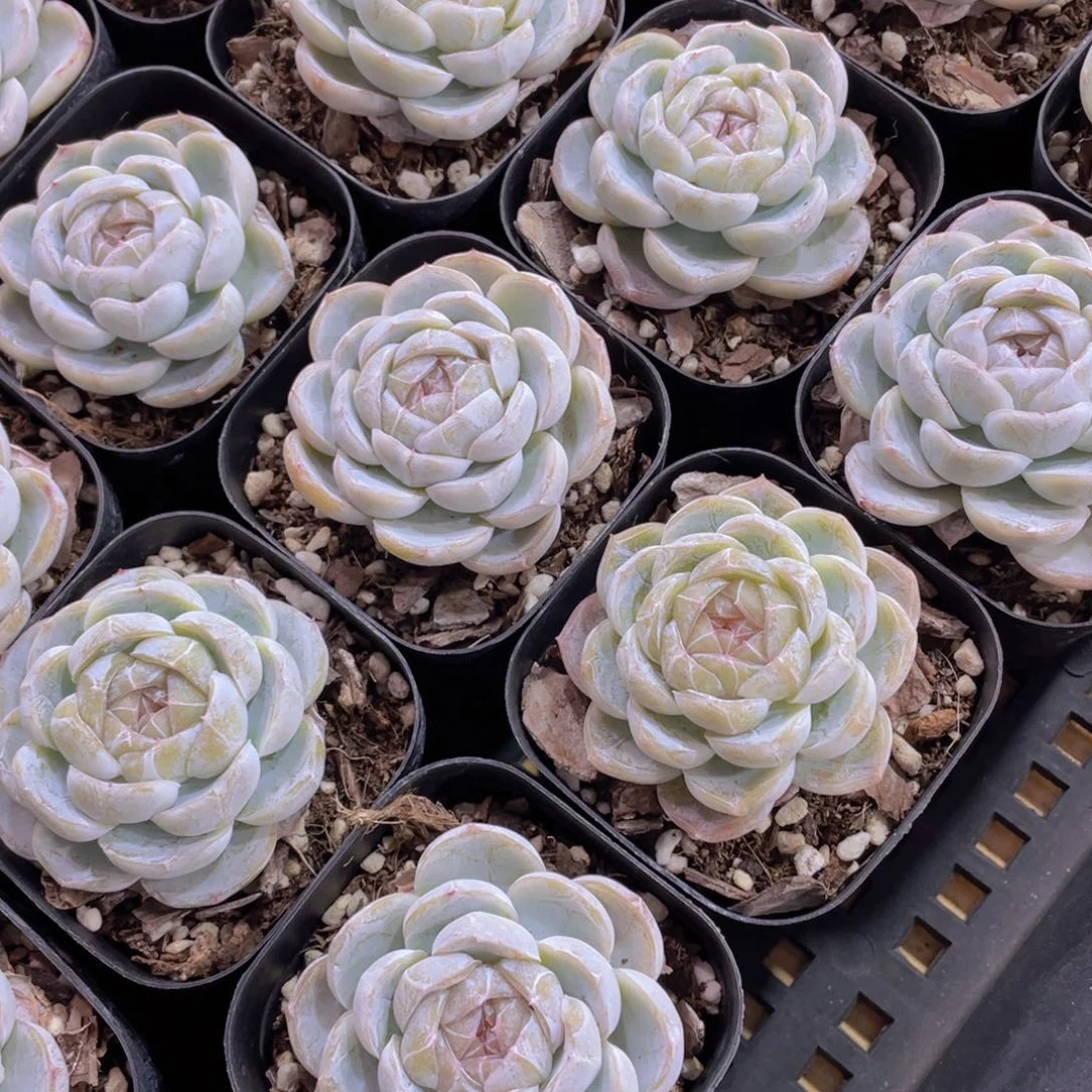 量拍 53号 宽叶糖心奶盖一颗