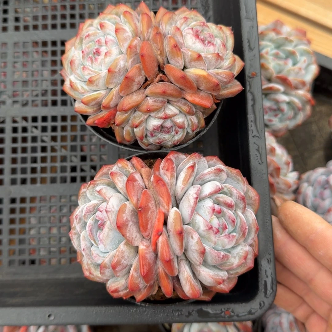 栗****）2颗一起一物一拍的