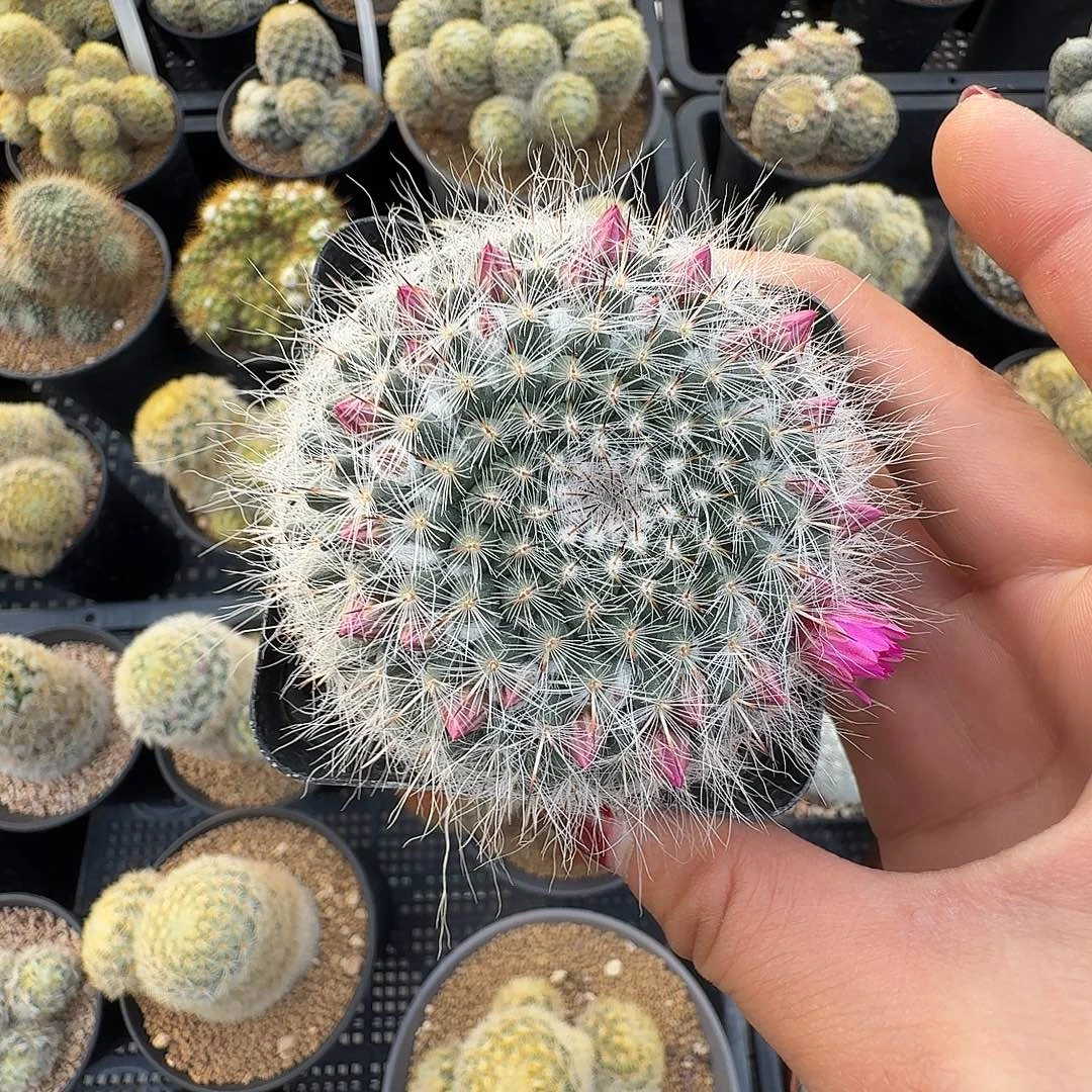 实生长毛翁殿脱土发货