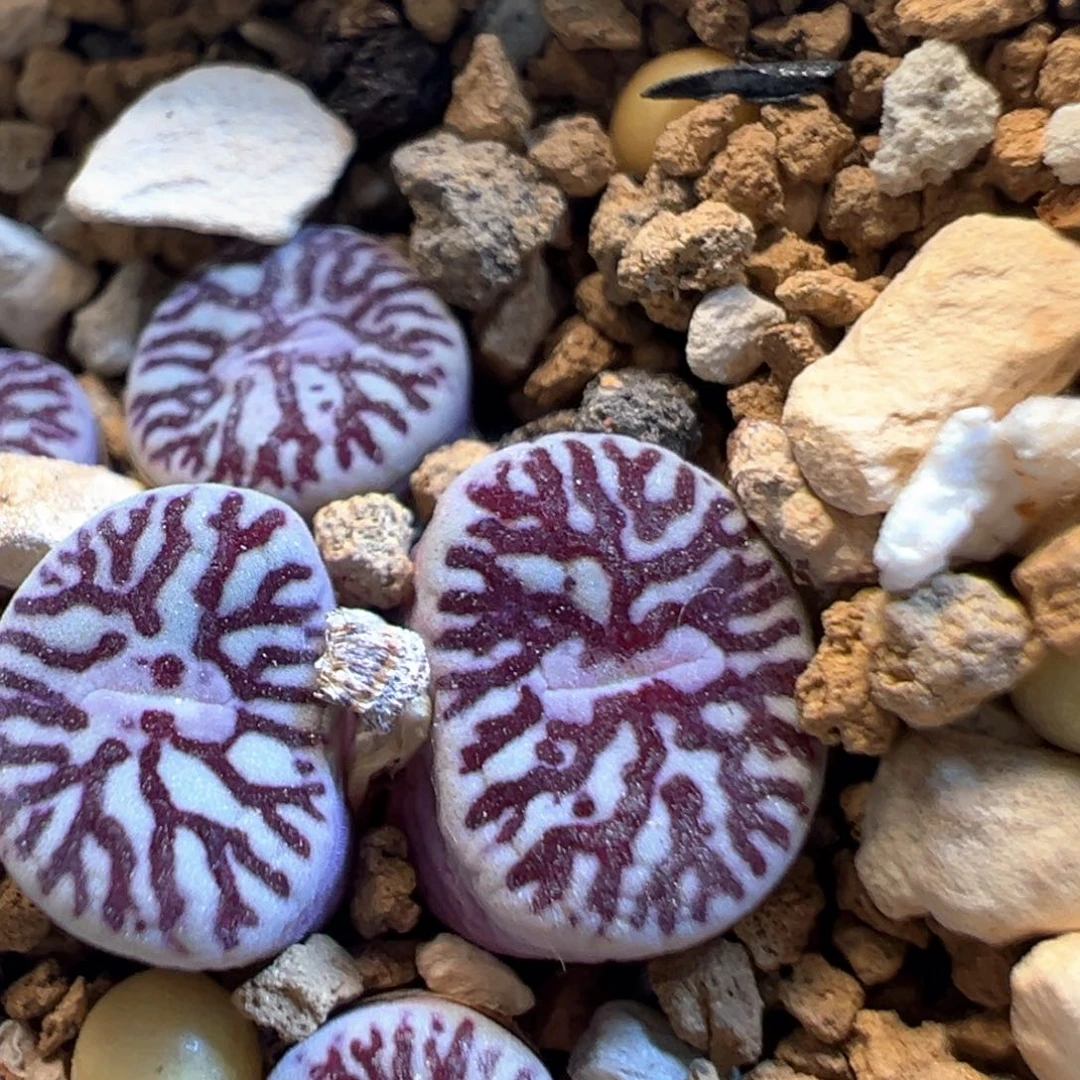 格***格69多肉植物百科知识