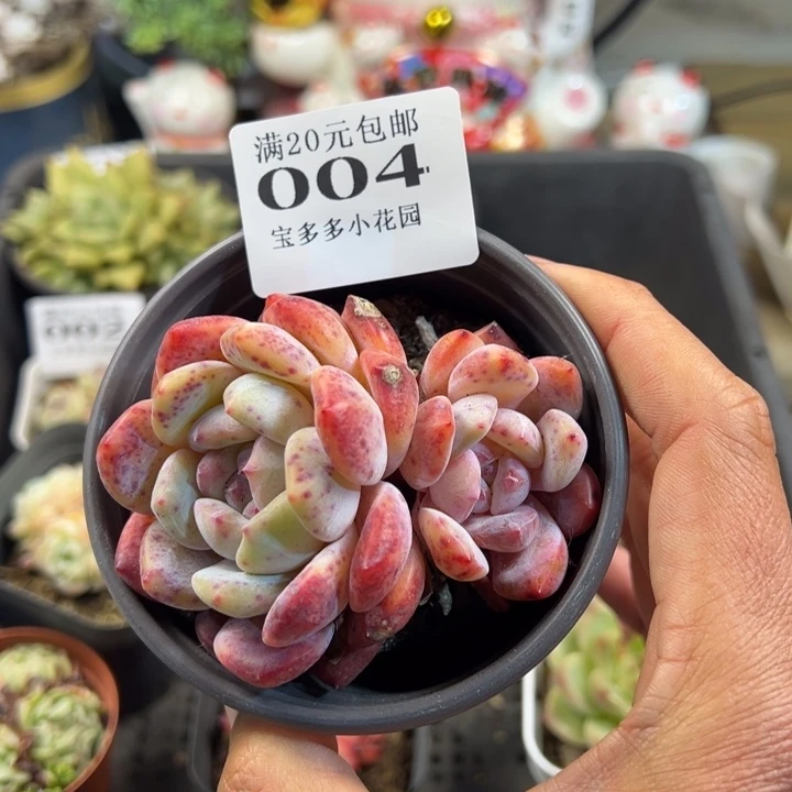 梦露双头一物一拍多肉满20包邮明天发货