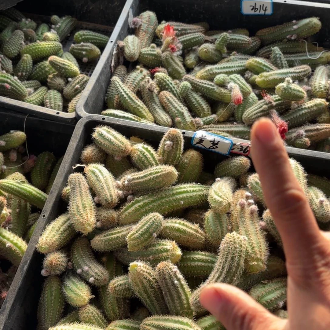 白檀10品别呀20包邮仙人球