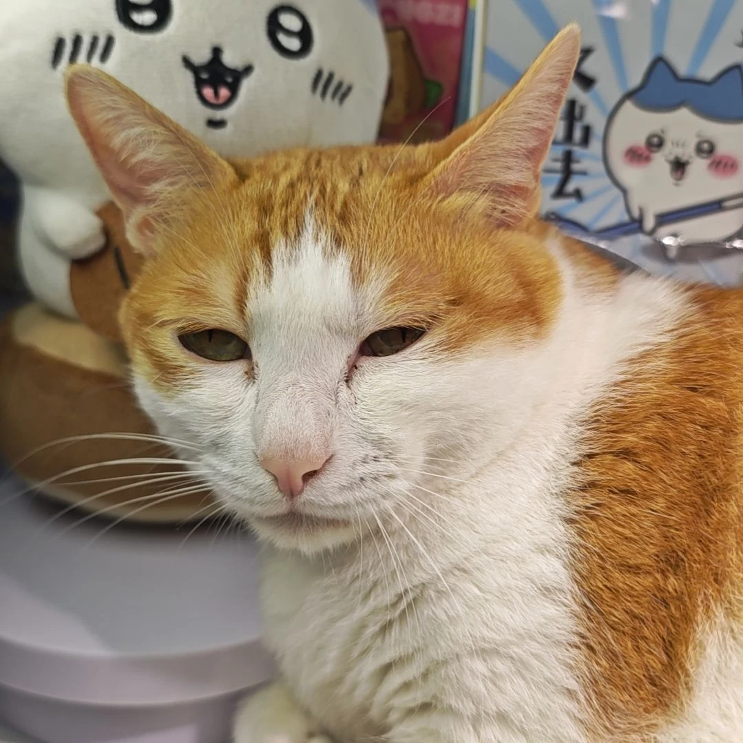 保安大橘猫包邮回家