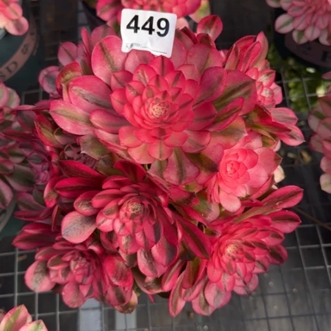 449荔枝20厘米左右